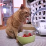 トマト遊びする猫　#茶トラ　#猫動画　#おもしろ動画