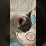 ブイズのお皿でお水飲む子猫