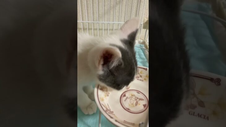 ブイズのお皿でお水飲む子猫