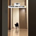 一瞬で方向転換と壁蹴りをする猫。早いのでスローも😆オモチャに夢中ですw#shorts