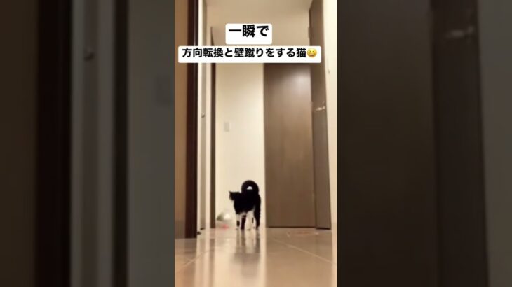 一瞬で方向転換と壁蹴りをする猫。早いのでスローも😆オモチャに夢中ですw#shorts