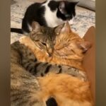 「絶対笑う」最高におもしろ 猫のハプニング, 失敗動画集・かわいい猫 #289