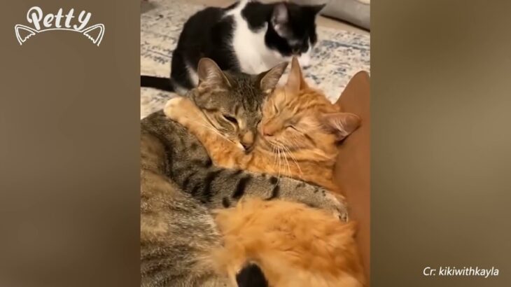 「絶対笑う」最高におもしろ 猫のハプニング, 失敗動画集・かわいい猫 #289