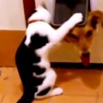 「おもしろい犬, 猫」最高におもしろい犬と猫の喧嘩・かわいい犬, 猫のハプニング集 #3 😹🐶