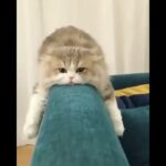 「絶対笑う」最高におもしろ 猫のハプニング, 失敗動画集・かわいい猫 #310