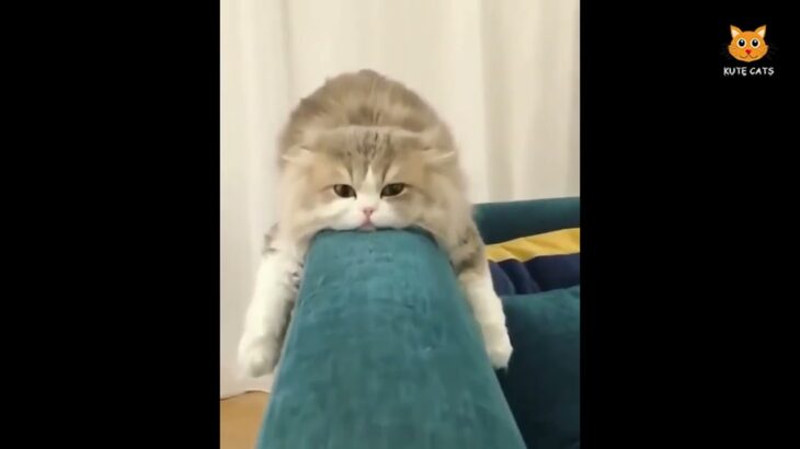 「絶対笑う」最高におもしろ 猫のハプニング, 失敗動画集・かわいい猫 #310