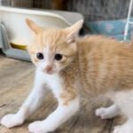 突然やんのかステップで近寄る子猫＆おひざの上でコロコロ甘えんぼ 生後35日【ミドくん日記#27】Kitten suddenly approaching with interesting steps.