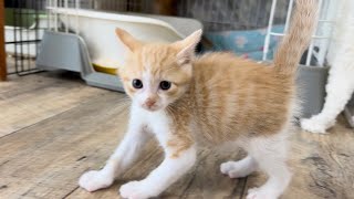 突然やんのかステップで近寄る子猫＆おひざの上でコロコロ甘えんぼ 生後35日【ミドくん日記#27】Kitten suddenly approaching with interesting steps.