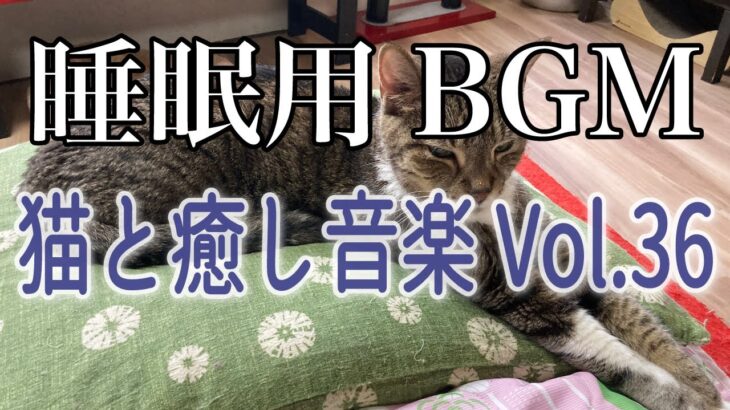 【睡眠用BGM音小さめ】猫と癒し音楽 Vol.36