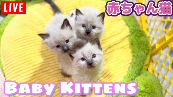 【生ライブ】赤ちゃん猫癒しライブ配信中😸Baby kittens Live Streaming✨Transmisión en vivo de gatitos bebés✨아기 고양이 라이브 스트리밍