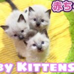 【生ライブ】赤ちゃん猫癒しライブ配信😸Baby kittens Live Streaming✨Transmisión en vivo de gatitos bebés✨아기 고양이 라이브 스트리밍