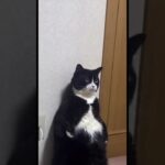 CAT…#おもしろ#おもしろ動画#猫＃ねこ#cat