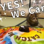 おもちゃで遊ぶ子猫！CatchMeIfYouCan２でハプニング！【サイベリアン・ノルウェージャンフォレストキャット・多頭飼い】