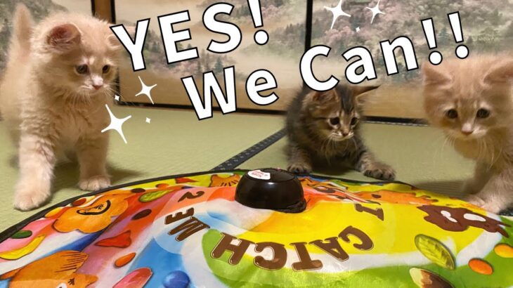 おもちゃで遊ぶ子猫！CatchMeIfYouCan２でハプニング！【サイベリアン・ノルウェージャンフォレストキャット・多頭飼い】