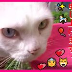 【猫かわいい】暑中お見舞い申し上げますぅ！我が家の天使たち👸😸 【会津若松】【猫おもしろ】 🎈 Kawaii Cat’s Japan Sevimli kedi 【会津若松】