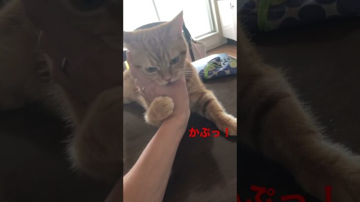 そう上手く撫でさせてくれない猫　#ペット #猫 #cat #アメショ #癒し