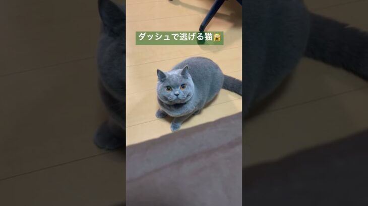 ダッシュで逃げる猫🙀 #cutecat #britishshorthair #cat #かわいい #ブリティッシュショートヘア #猫 #癒し #bsh #ブリショー #ダッシュ