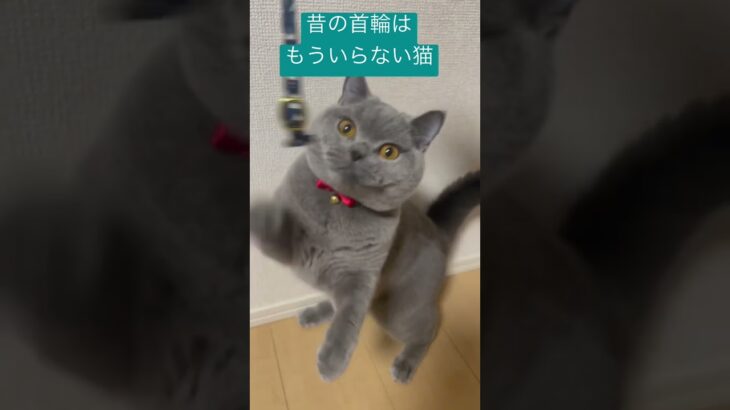 昔の首輪はもういらない猫🐱#cutecat #britishshorthair #cat #かわいい #ブリティッシュショートヘア #猫 #ねこ #bsh