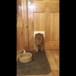 #funny #funnycats funnyanimals funny cat かわいい猫