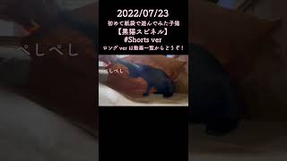 初めて紙袋で遊んでみた子猫【黒猫スピネル】#shorts