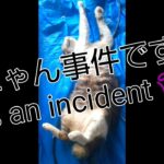 #shorts#YouTuberショート#cuteかわいい#保護猫#癒し#It’s an incident😱殺にゃん事件です😱