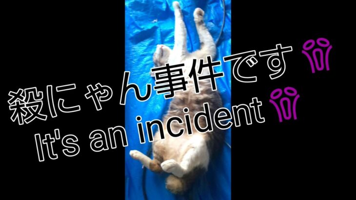 #shorts#YouTuberショート#cuteかわいい#保護猫#癒し#It’s an incident😱殺にゃん事件です😱