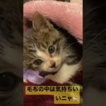 【 猫動画 】くつろぎ中の子猫との見つめ合い  #shot #子猫 #猫 #猫動画 #保護猫