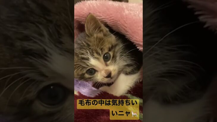 【 猫動画 】くつろぎ中の子猫との見つめ合い  #shot #子猫 #猫 #猫動画 #保護猫