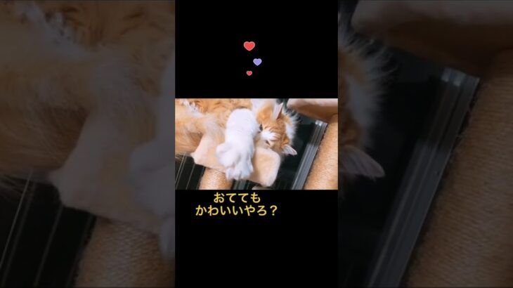 もふもふ塊🐱おうちで過ごし隊 tiktokねこ部 猫 かわいい ノルウェージャンフォレストキャット