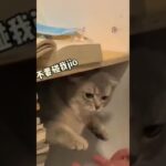 ネコ#猫＃ネコ#動物#おもしろ