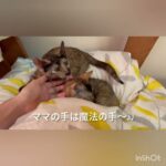 威嚇&逃げ回っていた子猫がママ大好きになりました！