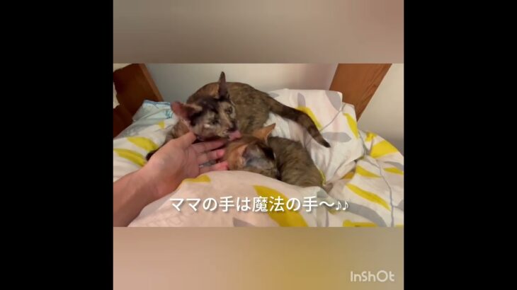 威嚇&逃げ回っていた子猫がママ大好きになりました！