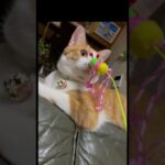 飼い主に全く興味のない猫。