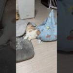 三刀流　子猫マンチカンまんじろう