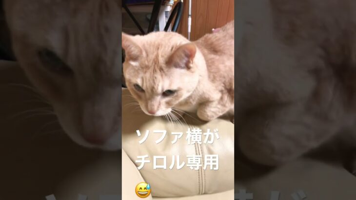 #癒し猫  ソファ横にジャンプしてくつろぐチロル。