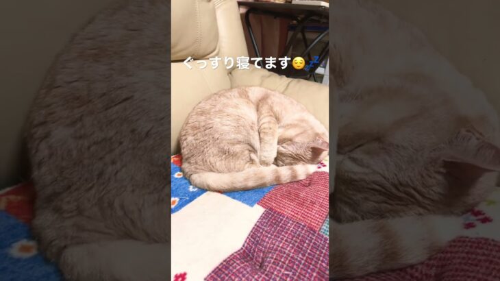 #癒し猫  ぐっすり寝てますが、ちょっとだけ起きちゃいます。