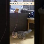 釣りをするカワウソにまさかのハプニング…？！　#ねこ #ねこのいる生活 #マンチカン #短足マンチカン #猫 #ネコ #子猫 #猫動画 #猫好きさんと繋がりたい #猫のいる暮らし #可愛い嘘のカワウソ