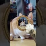 インフィニットビューティー  凶暴猫 かわいい猫