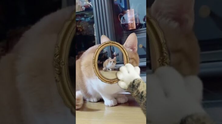 インフィニットビューティー  凶暴猫 かわいい猫