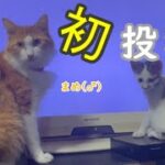【ねこ動画】猫専用動画で遊ぶ子猫【癒し】