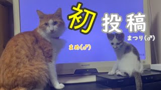 【ねこ動画】猫専用動画で遊ぶ子猫【癒し】