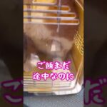 アラフィフの癒し。猫ドナドナ続編。デブ猫トラップはやはりエサ、デブの所以だね