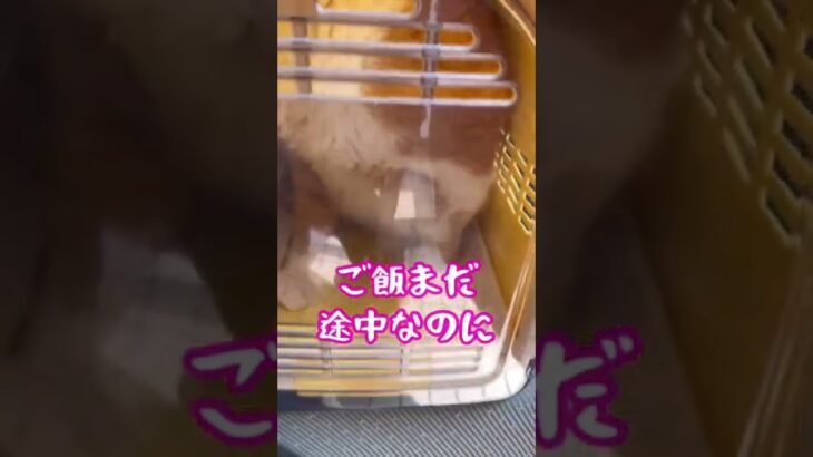 アラフィフの癒し。猫ドナドナ続編。デブ猫トラップはやはりエサ、デブの所以だね