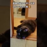 遊んでもらえなかった猫