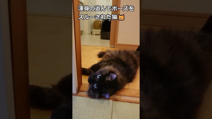 遊んでもらえなかった猫