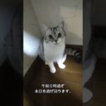 可愛い顔して逃げ回る子猫。