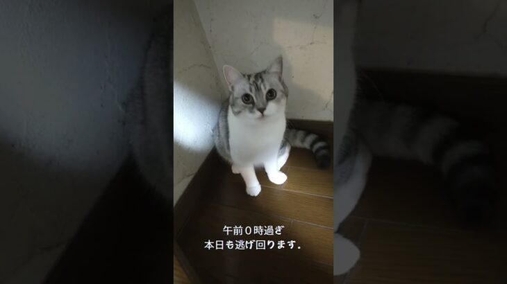 可愛い顔して逃げ回る子猫。