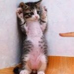 「絶対笑う」最高におもしろ 猫のハプニング, 失敗動画集・かわいい猫 #02