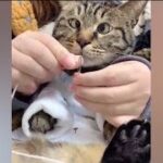 「絶対笑う」最高におもしろ 猫のハプニング, 失敗動画集・かわいい猫 #15