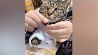 「絶対笑う」最高におもしろ 猫のハプニング, 失敗動画集・かわいい猫 #15